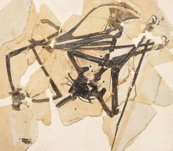 The holotype of Meilifeilong youhao; arrows indicate preserved soft tissue. Image credit: Wang et al., doi: 10.1038/s41598-023-48076-7.