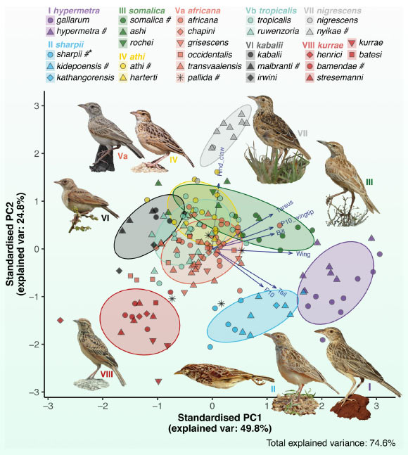 Corypha larks. Image credit: Alström et al., doi: 10.1093/zoolinnean/zlad107.