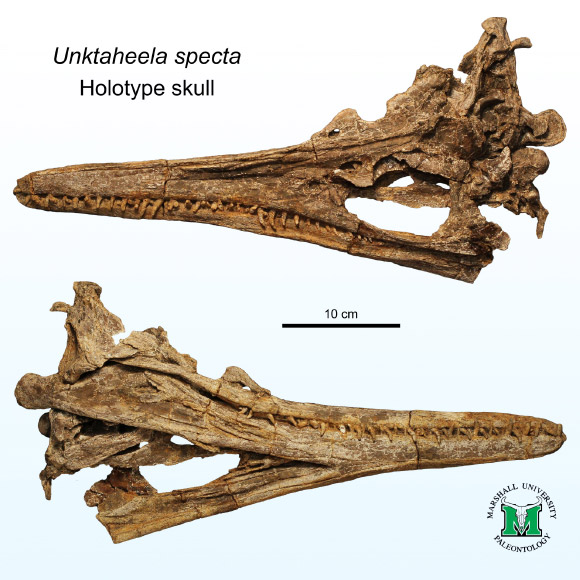 The holotype of Unktaheela specta. Image credit: Clark et al., doi: 10.1016/j.cretres.2023.105812.