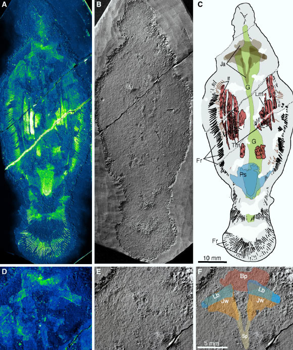 Holotype of Timorebestia koprii. Image credit: Park et al., doi: 10.1126/sciadv.adi6678.