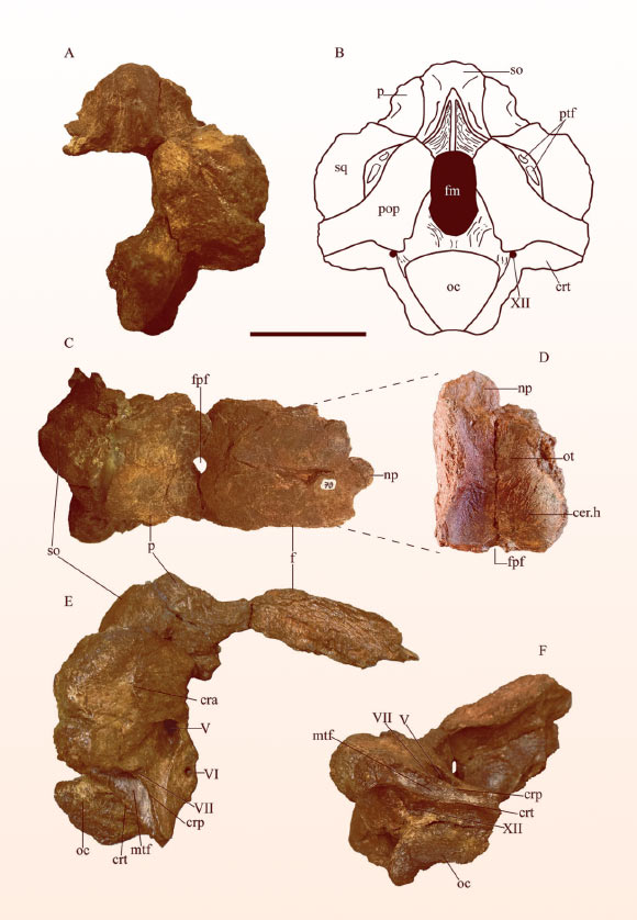 Sidersaura marae fossil. Image credit: Lerzo et al., doi: 10.1080/08912963.2023.2297914.