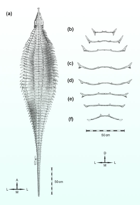 Hypothetical reconstruction of Garzapelta muelleri: (a) carapace in dorsal view and (b-f) cross-sections of the carapace in posterior view; cross-sections of the (b) posterior-cervical and anterior-trunk, (c) mid-trunk, (d) posterior-trunk and sacral, (e) anterior-caudal, and (f) mid-caudal regions. Arrows indicate anatomical direction. A - anterior, D - dorsal, L - lateral, M - medial. Image credit: Jeffrey Martz / Reyes et al., doi: 10.1002/ar.25379.