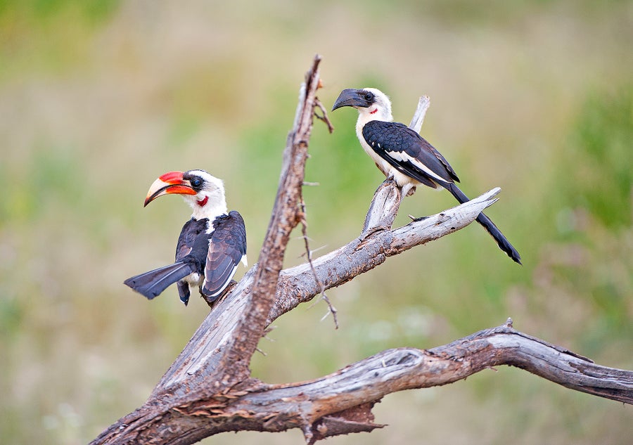 Van der Decken Hornbills perch on dead branch