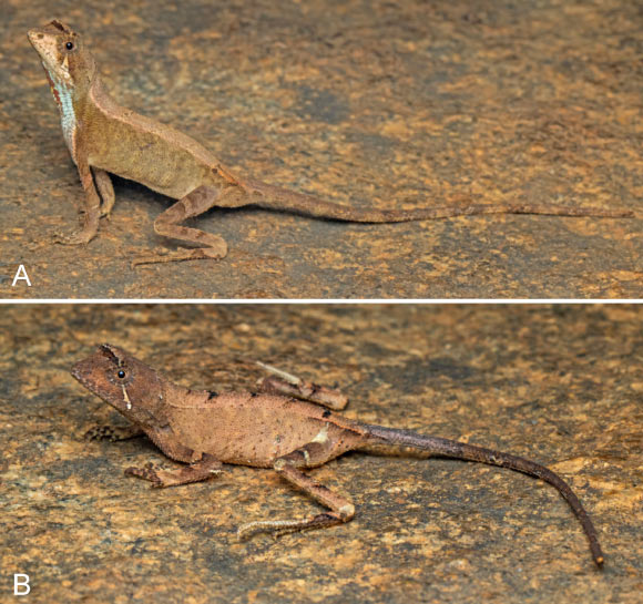 Agasthyagama edge in life: (A) an uncollected adult male from Kulamavu, Idukki district, Kerala, India; (B) an uncollected female from the same locality. Image credit: Sandeep Das.