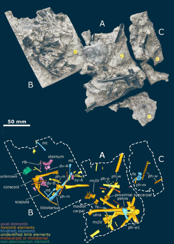 Ceoptera evansae, approximately as it was found (top) and by CT reconstruction with elements (bottom). Image credit: Martin-Silverstone et al.