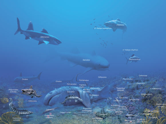 Reconstruction of the shallow marine environment and its fauna of the Ste. Genevieve Formation at Mammoth Cave National Park, Kentucky. Image credit: Julius Csotonyi.