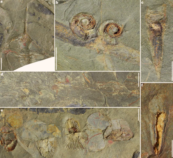 Biomineralized species of the Cabrières Biota: (a) trilobite of the genus Ampyx; (b) gastropods associated with a tube-like structure, probably the conulariid Sphenothallus; (c) biomineralized conulariid cnidarian; (d) articulated brachiopods attached to a possible leptomitid sponge; (e) assemblage formed of articulated brachiopods (center), flattened carapaces probably of bivalved arthropods (center left and right) and a calymenine trilobite cranidium (left); (f) a hyolith with possible internal organs. Scale bars - 4 mm in (a) and (e), 1 cm in (b) and (d), 5 mm in (c), and 2 mm in (f). Image credit: Saleh et al., doi: 10.1038/s41559-024-02331-w.