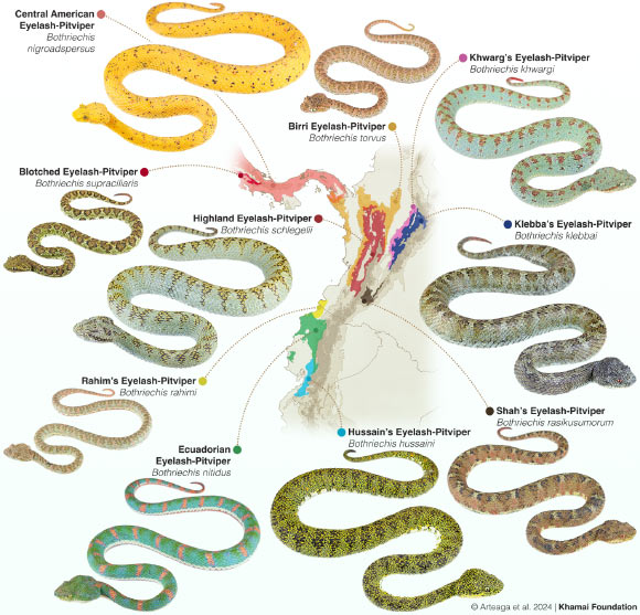 Distribution of the palm pitvipers of the Bothriechis schlegelii species complex, including the five new species. Image credit: Arteaga et al., doi: 10.3897/evolsyst.8.114527.