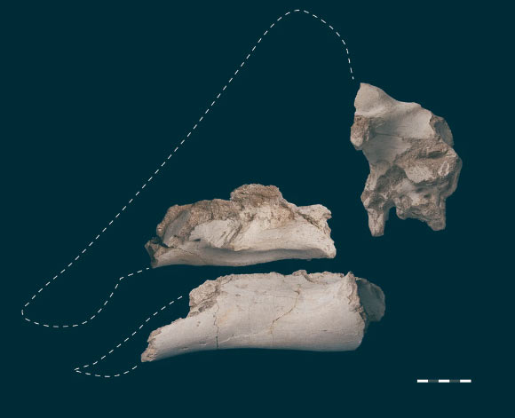 Skull elements of Minqaria bata. Scale bar - 5 cm. Image credit: Longrich et al., doi: 10.1038/s41598-024-53447-9.