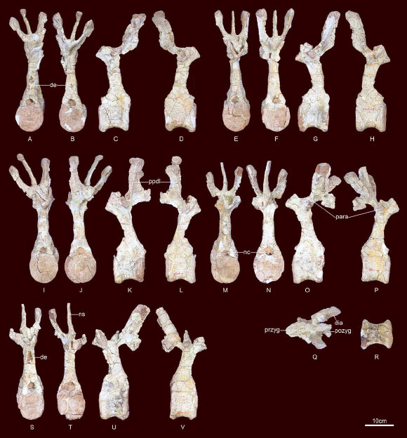 The fossilized bones of Yanbeilong ultimus. Image credit: Jia et al., doi: 10.1080/08912963.2024.2308214.