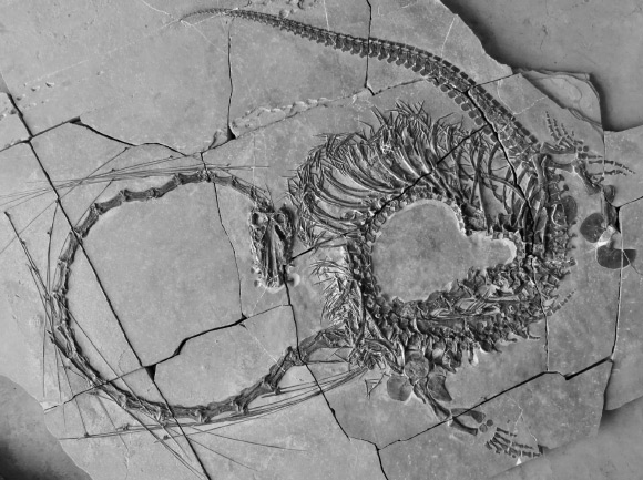 Dinocephalosaurus orientalis. Image credit: National Museums Scotland.