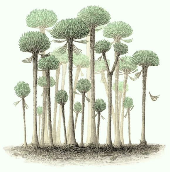 A reconstruction of the Calamophyton forest. Image credit: Peter Giesen / Chris Berry.