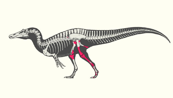 Skeletal reconstruction of Riojavenatrix lacustris. Image credit: Scott Hartman.