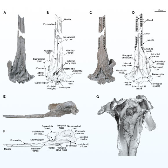 Holotype skull of Pebanista yacuruna. Image credit: Benites-Palomino et al., doi: 10.1126/sciadv.adk6320.