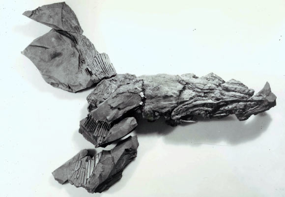 Cosmoselachus mehlingi, photographed in the 1970s, positioned to show the underside of the throat, jaws, and pectoral fins. Image credit: Royal Mapes.