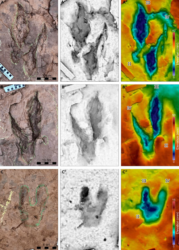 Details of Fujianipus yingliangi tracks preserved at the Longxiang tracksite, China. Image credit: Xing et al., doi: 10.1016/j.isci.2024.109598.