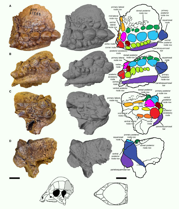 Holotype left squamosal of Sphaerotholus triregnum. Scale bars represent 1 cm. Image credit: Woodruff et al., doi: 10.1002/spp2.1535.