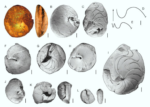 New specimens of Epitornoceras baldisi from the type area of the Chigua Formation, San Juan province, Argentina. Image credit: Allaire et al., doi: 10.5252/geodiversitas2024v46a7.