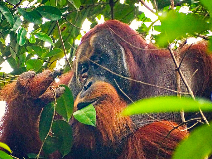 orangutan gash under eye closed