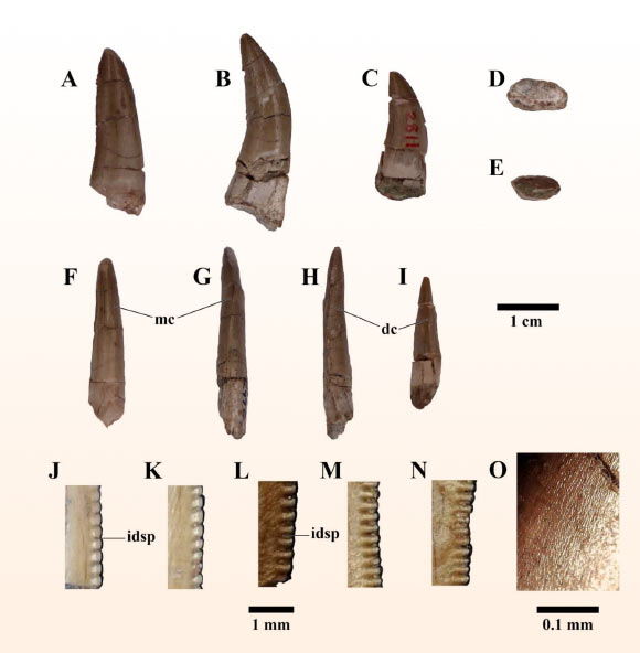 Isolated teeth of basal tyrannosauroid dinosaur from the Phu Noi locality, Thailand. Image credit: Chowchuvech et al.