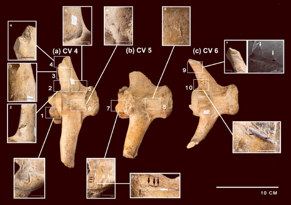 Distribution of cut marks found in caudal vertebrae of Neosclerocalyptus. Image credit: Del Papa et al., doi: 10.1371/journal.pone.0304956.