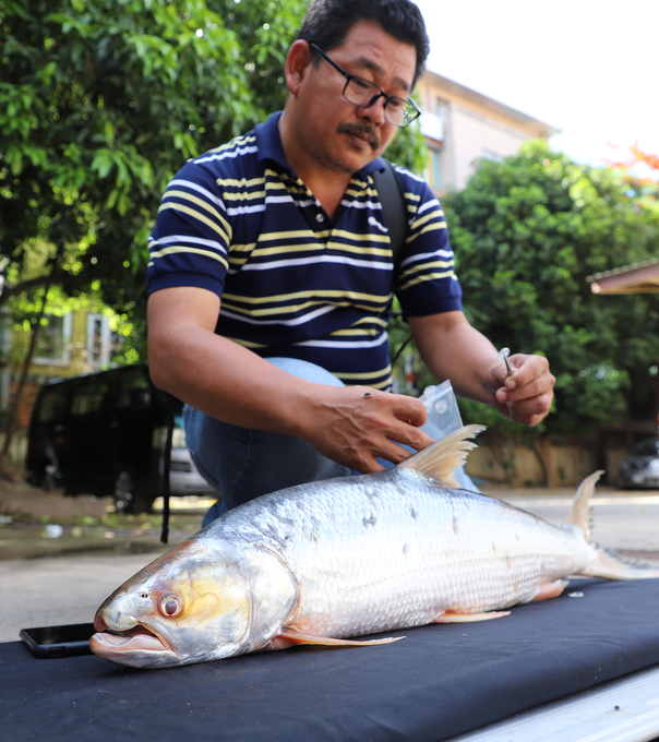 A man crouches next to a giant silvery fish in the foreground. He holds what looks like a fish scale in tweezers in one hand and a plastic bag in the other.