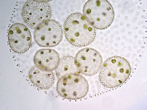 Spherical Volvox protists clump together within a transparent membrane. Green organelles show through their see through membranes.