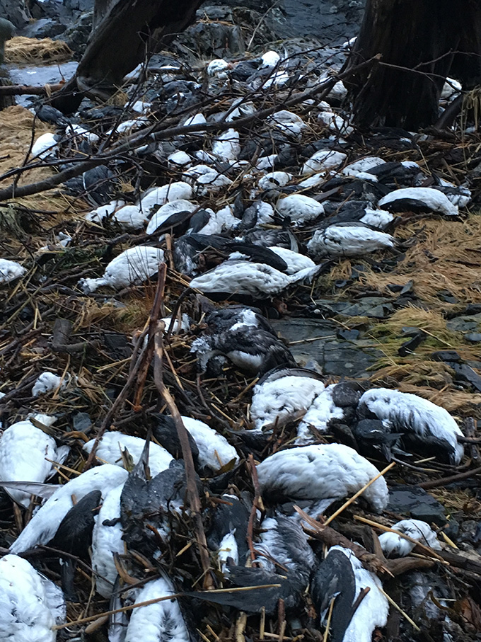 A few dozen black and white murre seabirds lie dead washed up on a beach