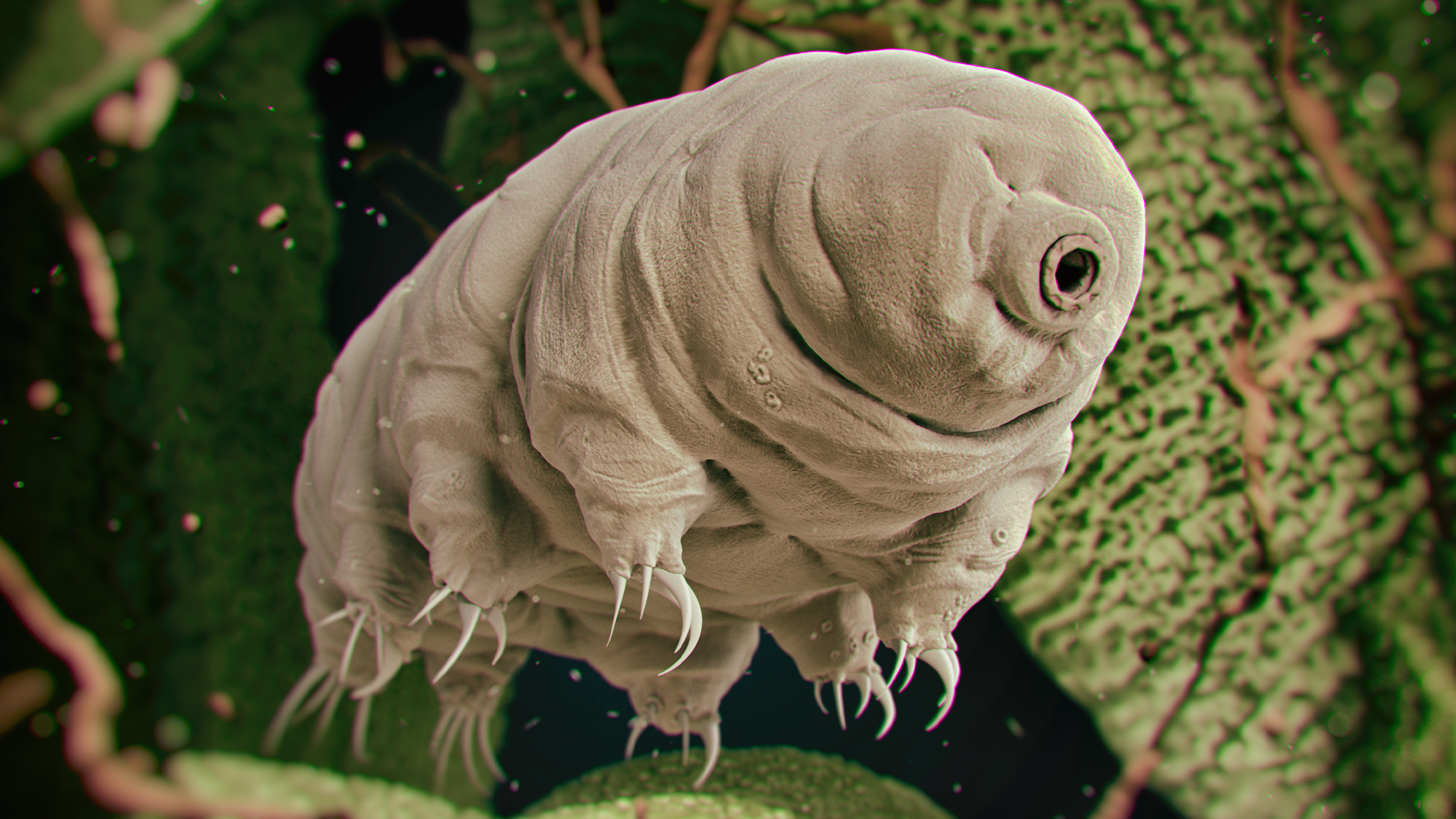 An enlarged image of a microscopic tardigrade. These invertebrates are considered close relatives of arthropods and are found in a variety of habitats around the world. CREDIT: Deposit Photos.