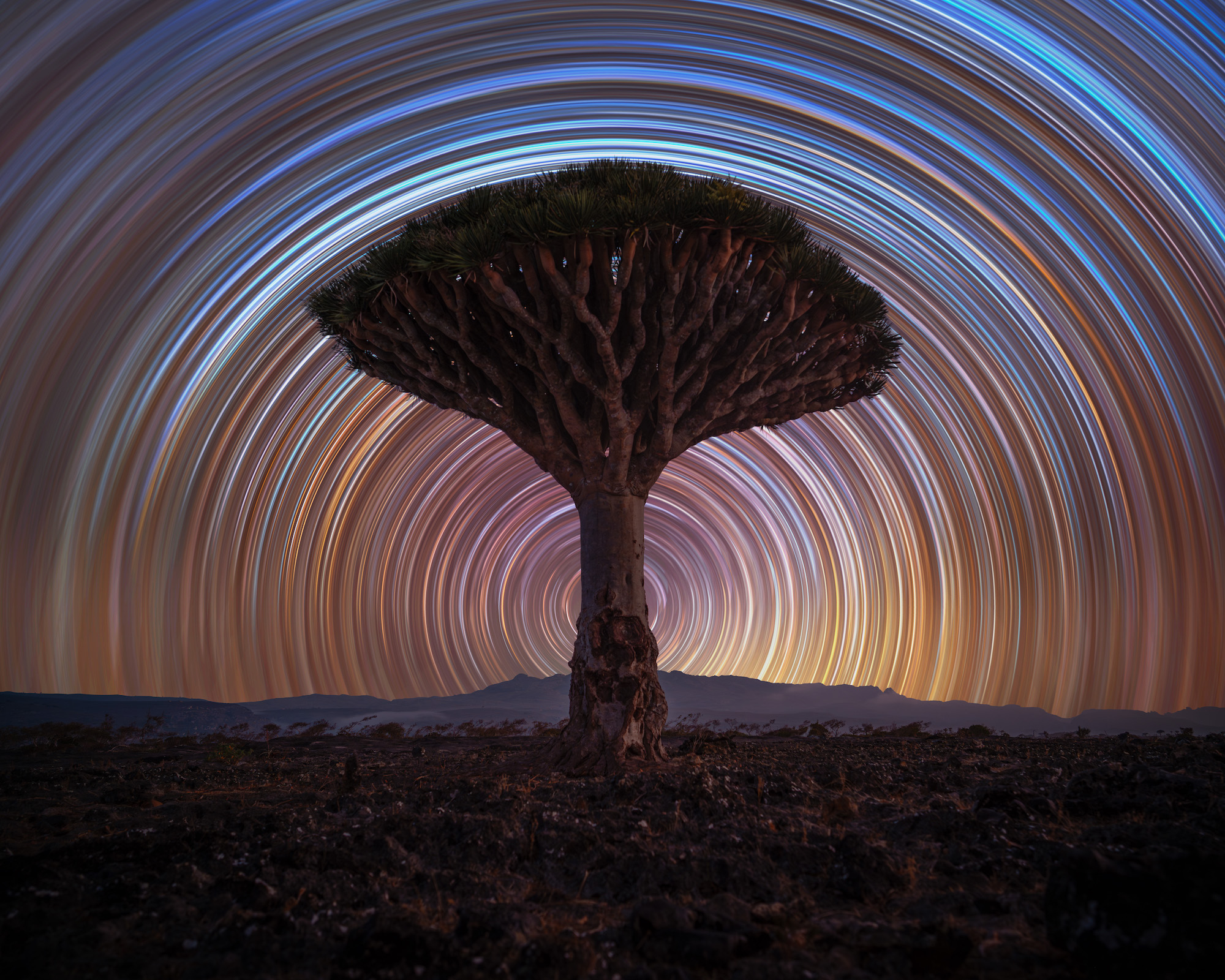 the spiral of stars create hundreds of circles around a tree in a time-lapse night image