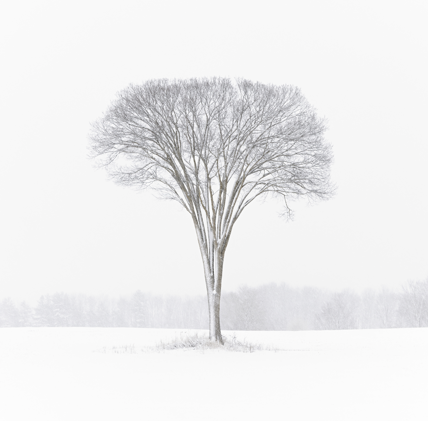 Winter Elm in Snow Storm