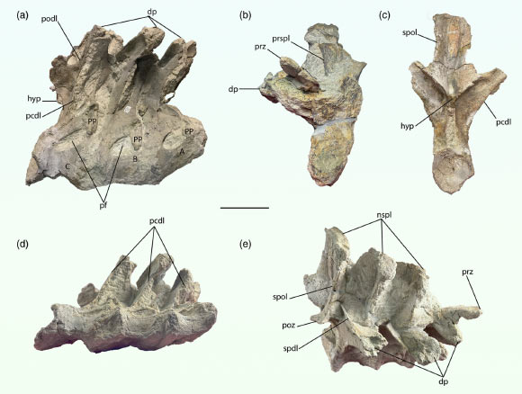 A block of three anterior dorsal vertebrae of Haplocanthosaurus preserved in articulation. Scale bar - 10 cm. Image credit: Boisvert et al., doi: 10.1002/ar.25520.