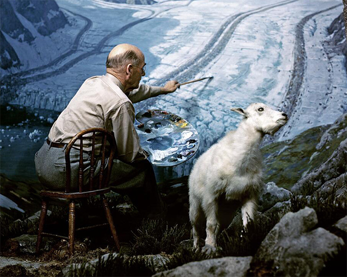 In this 1966 photo, artist and explorer Belmore Browne paints a glacier behind a taxidermied mountain goat on display at the American Museum of Natural History in New York City.