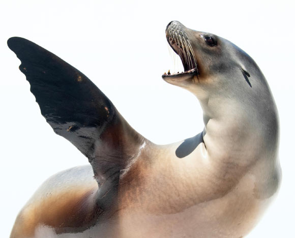 Ronan is the most consistent and precise mammalian beat keeper in experimental care. Image credit: Joel Sartore.