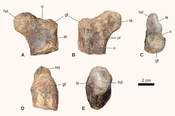 The proximal femur of a cerapodan dinosaur from the El Mers III Formation of the Middle Atlas Mountains, Morocco. Image credit: Maidment et al., doi: 10.1098/rsos.241624.