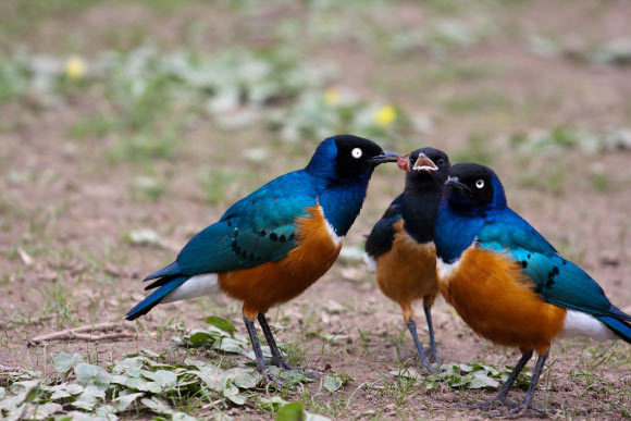 A family of superb starlings (Lamprotornis superbus) at Wilhelma Zoo in Stuttgart, Germany; the paler colored juvenile is in between the two adults. Image credit: Dennis Irrgang / CC BY 2.0.