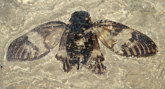 Eoplatypleura messelensis, adult female. Image credit: Senckenberg Forschungsinstitut und Naturmuseum Frankfurt/Main.