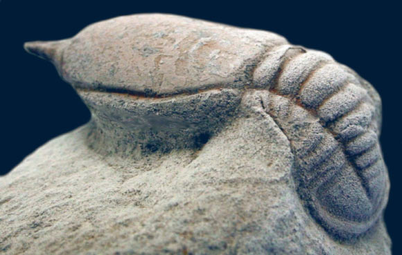 The cyclopygid trilobite Symphysops stevaninae. Image credit: Francisco J. López-Soriano & Joan Corbacho, https://www.elfosil.com, via Batalleria.