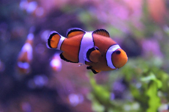Versteeg et al. investigated the growth of individual clown anemonefish during a marine heatwave. Image credit: Beatriz.