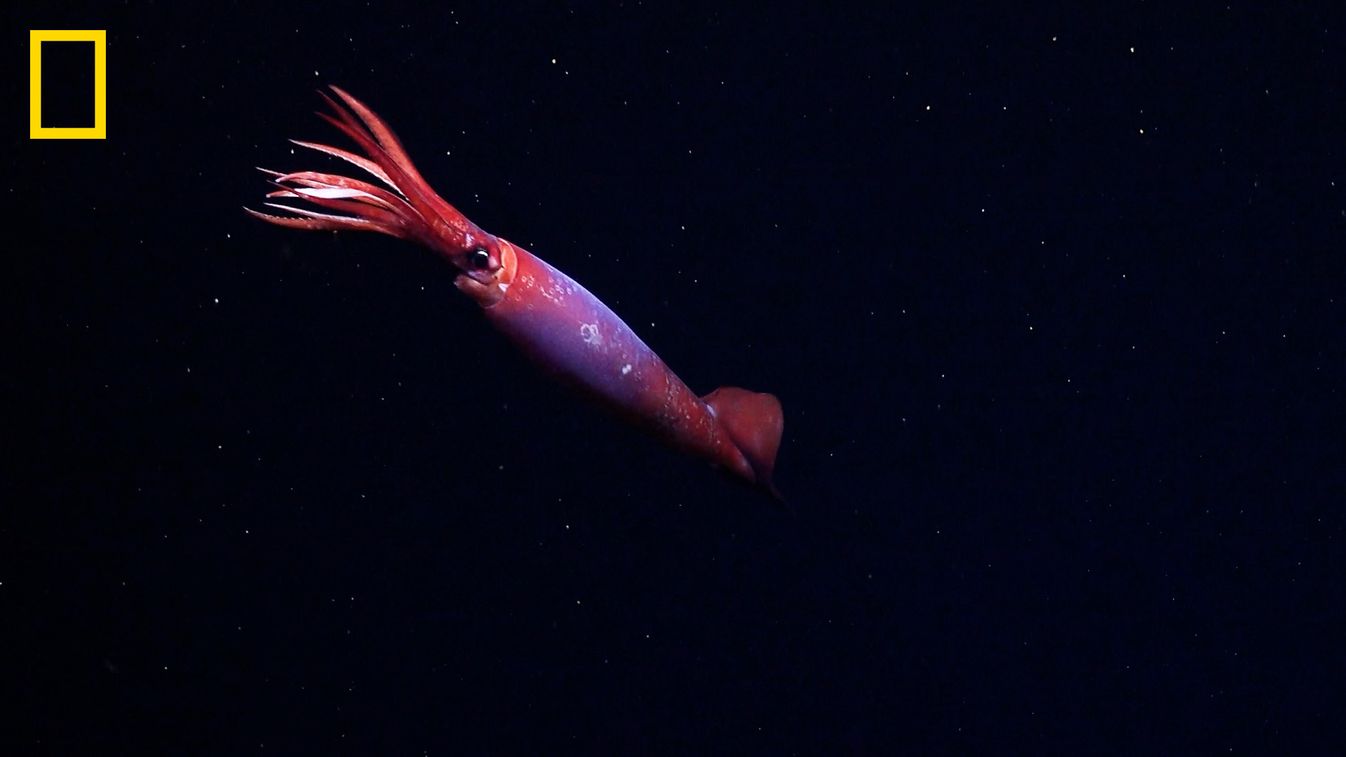Brightly colored squid