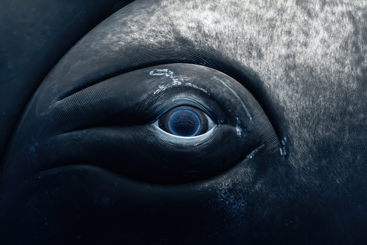 a closeup of a whale's eye