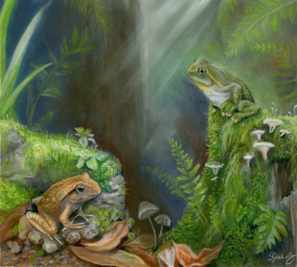 An artist’s reconstruction of Litoria tylerantiqua (right) and the previously-described species Platyplectrum casca (left) from Murgon, south-eastern Queensland. Image: Samantha Yabsley, https://www.instagram.com/s.h.y_art.