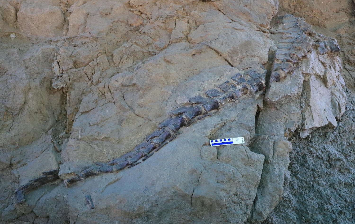 Caudal vertebrae of Jinchuanloong niedu